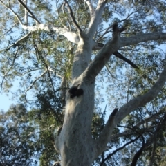 Native tree with hollow(s) (Native tree with hollow(s)) at Undefined - 22 Aug 2018 by nickhopkins