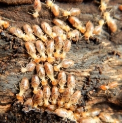 Nasutitermes sp. (genus) (Snouted termite, Gluegun termite) at Mount Painter - 19 Aug 2018 by CathB