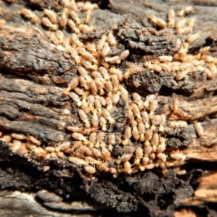 Nasutitermes sp. (genus) at Cook, ACT - 19 Aug 2018