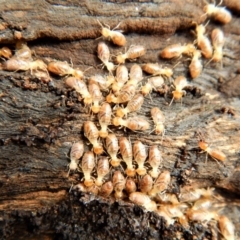 Nasutitermes sp. (genus) at Cook, ACT - suppressed