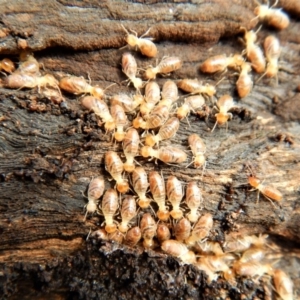 Nasutitermes sp. (genus) at Cook, ACT - 19 Aug 2018