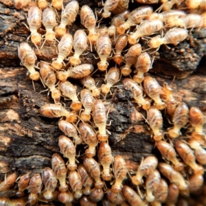 Nasutitermes sp. (genus) at Cook, ACT - suppressed