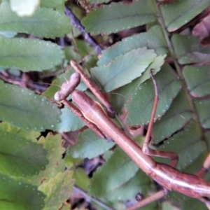 Archimantis sp. (genus) at Cook, ACT - 21 Aug 2018 10:43 AM