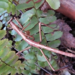 Archimantis sp. (genus) at Cook, ACT - 21 Aug 2018 10:43 AM