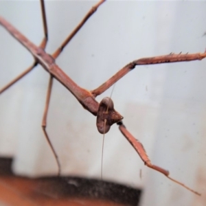 Archimantis sp. (genus) at Cook, ACT - 21 Aug 2018 10:43 AM