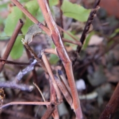 Archimantis sp. (genus) at Cook, ACT - 21 Aug 2018 10:43 AM