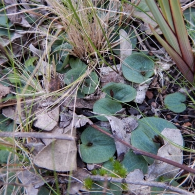 Cyrtostylis reniformis (Common Gnat Orchid) at Aranda, ACT by CathB