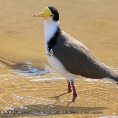 Vanellus miles (Masked Lapwing) at Ulladulla, NSW - 15 Aug 2018 by CharlesDove