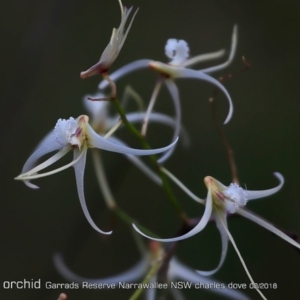 Dockrillia teretifolia at Garrads Reserve Narrawallee - suppressed