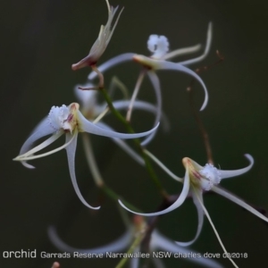 Dockrillia teretifolia at Garrads Reserve Narrawallee - 17 Aug 2018