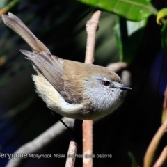 Gerygone mouki (Brown Gerygone) at Undefined - 18 Aug 2018 by Charles Dove