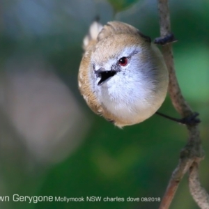 Gerygone mouki at undefined - 18 Aug 2018 12:00 AM