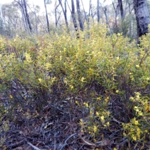 Acacia lanigera var. lanigera at Cook, ACT - 21 Aug 2018