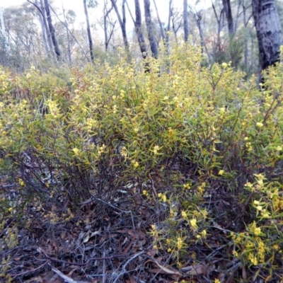 Acacia lanigera var. lanigera (Woolly Wattle, Hairy Wattle) at Aranda Bushland - 21 Aug 2018 by CathB