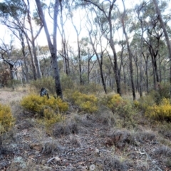 Acacia lanigera var. lanigera at Cook, ACT - 21 Aug 2018