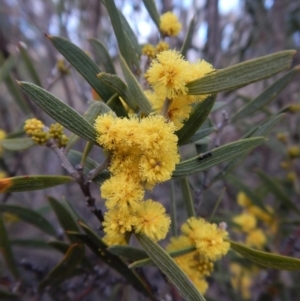 Acacia lanigera var. lanigera at Cook, ACT - 21 Aug 2018