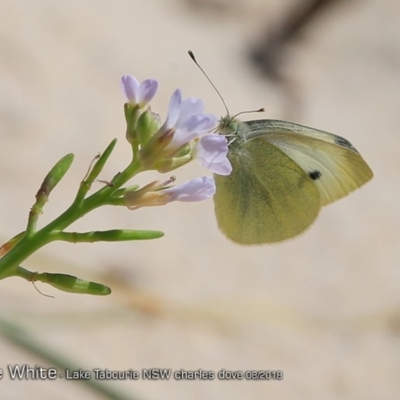 Pieris rapae (Cabbage White) at Lake Tabourie Bushcare - 19 Aug 2018 by Charles Dove
