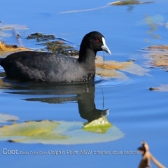 Fulica atra (Eurasian Coot) at Wairo Beach and Dolphin Point - 17 Aug 2018 by CharlesDove