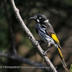 Phylidonyris novaehollandiae (New Holland Honeyeater) at Undefined - 18 Aug 2018 by Charles Dove