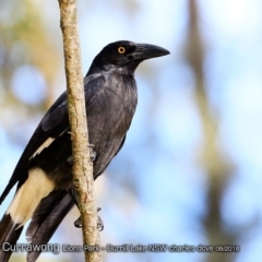 Strepera graculina (Pied Currawong) at Wairo Beach and Dolphin Point - 14 Aug 2018 by Charles Dove