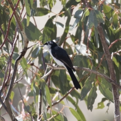 Myiagra inquieta (Restless Flycatcher) at Illilanga & Baroona - 16 Aug 2018 by Illilanga