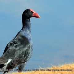 Porphyrio melanotus (Australasian Swamphen) at Wairo Beach and Dolphin Point - 15 Aug 2018 by CharlesDove