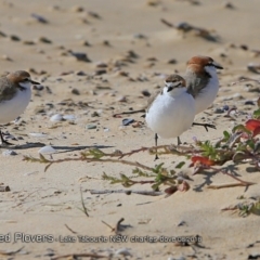 Anarhynchus ruficapillus (Red-capped Plover) at Lake Tabourie, NSW - 20 Aug 2018 by CharlesDove