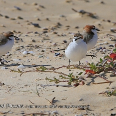 Anarhynchus ruficapillus (Red-capped Plover) at Lake Tabourie, NSW - 19 Aug 2018 by CharlesDove