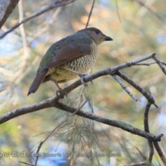Ptilonorhynchus violaceus (Satin Bowerbird) at Undefined - 20 Aug 2018 by CharlesDove