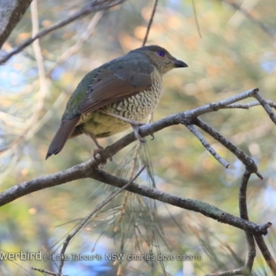 Ptilonorhynchus violaceus (Satin Bowerbird) at Undefined - 19 Aug 2018 by Charles Dove