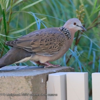 Spilopelia chinensis (Spotted Dove) at Undefined - 18 Aug 2018 by Charles Dove