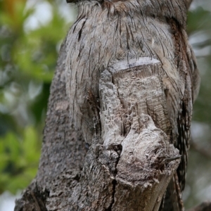 Podargus strigoides at Ulladulla, NSW - 19 Aug 2018