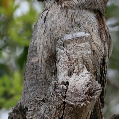 Podargus strigoides (Tawny Frogmouth) at Ulladulla, NSW - 18 Aug 2018 by Charles Dove
