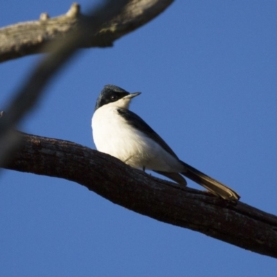 Myiagra inquieta (Restless Flycatcher) at Michelago, NSW - 24 Jun 2012 by Illilanga