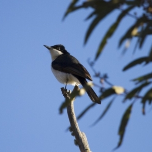 Myiagra inquieta at Michelago, NSW - 24 Jun 2012