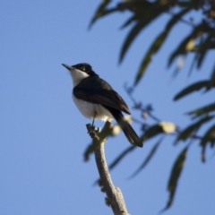 Myiagra inquieta at Michelago, NSW - 24 Jun 2012