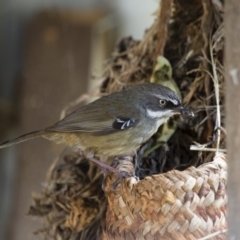 Sericornis frontalis (White-browed Scrubwren) at Illilanga & Baroona - 3 Oct 2012 by Illilanga