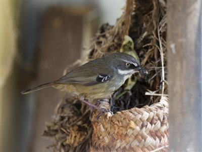 Sericornis frontalis (White-browed Scrubwren) at Michelago, NSW - 3 Oct 2012 by Illilanga