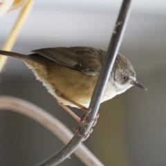 Sericornis frontalis (White-browed Scrubwren) at Michelago, NSW - 7 Oct 2012 by Illilanga