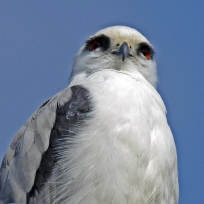 Elanus axillaris (Black-shouldered Kite) at Fyshwick, ACT - 22 Aug 2018 by RodDeb