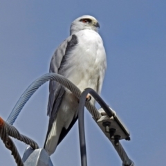 Elanus axillaris at Fyshwick, ACT - 22 Aug 2018