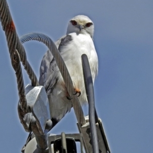 Elanus axillaris at Fyshwick, ACT - 22 Aug 2018