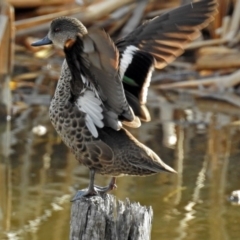 Anas gracilis (Grey Teal) at Fyshwick, ACT - 22 Aug 2018 by RodDeb