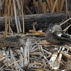 Anas gracilis at Fyshwick, ACT - 22 Aug 2018