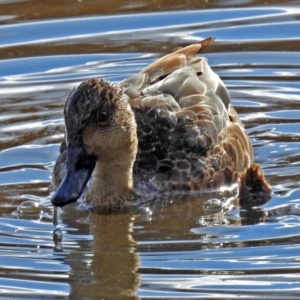 Anas gracilis at Fyshwick, ACT - 22 Aug 2018