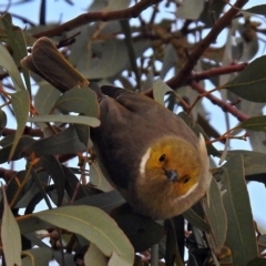 Ptilotula penicillata at Fyshwick, ACT - 22 Aug 2018 02:51 PM