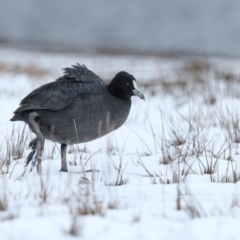 Fulica atra (Eurasian Coot) at Nimmitabel, NSW - 20 Aug 2018 by Leo