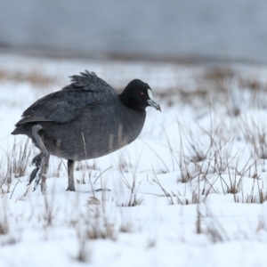 Fulica atra at Nimmitabel, NSW - 20 Aug 2018