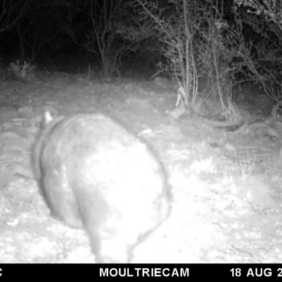 Vombatus ursinus (Common wombat, Bare-nosed Wombat) at Illilanga & Baroona - 18 Aug 2018 by Illilanga