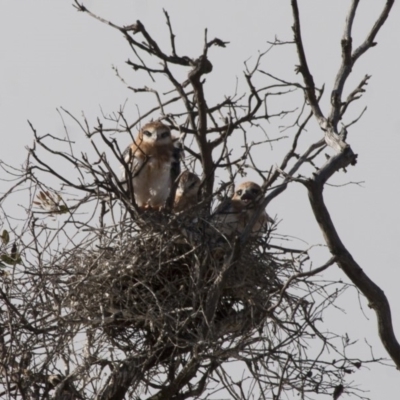 Elanus axillaris (Black-shouldered Kite) at Michelago, NSW - 28 May 2012 by Illilanga